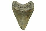 Fossil Megalodon Tooth - North Carolina #328845-1